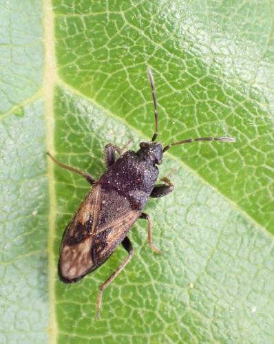 Megalonotus emarginatus